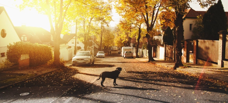 Dog on the street