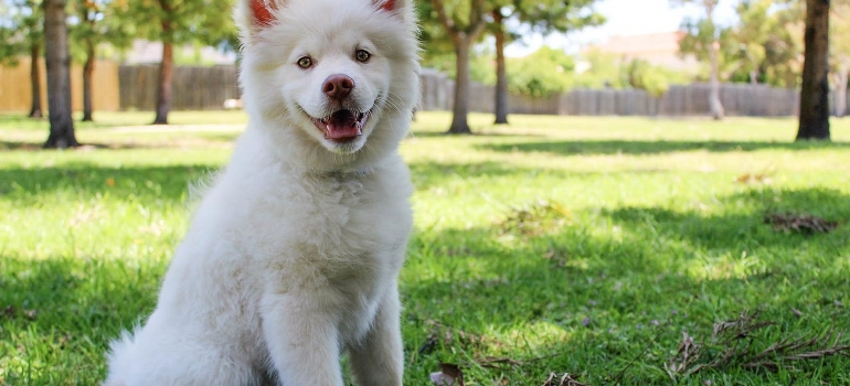 a dog in a park