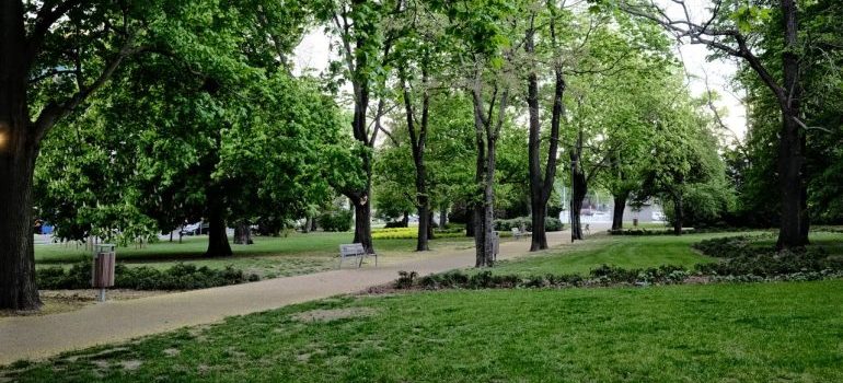 A tranquil park scene with lush green trees and a curving pathway. Perfect for nature lovers.